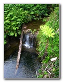 Akaka-Falls-State-Park-Honomu-Big-Island-Hawaii-023