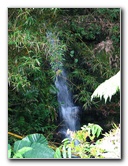 Akaka-Falls-State-Park-Honomu-Big-Island-Hawaii-024