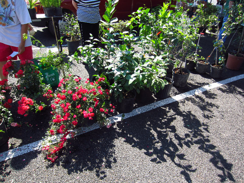 Alachua-County-Farmers-Market-Gainesville-FL-008