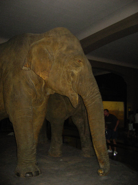 American-Museum-of-Natural-History-Manhattan-NYC-014