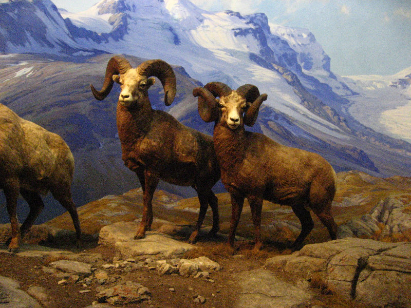 American-Museum-of-Natural-History-Manhattan-NYC-022