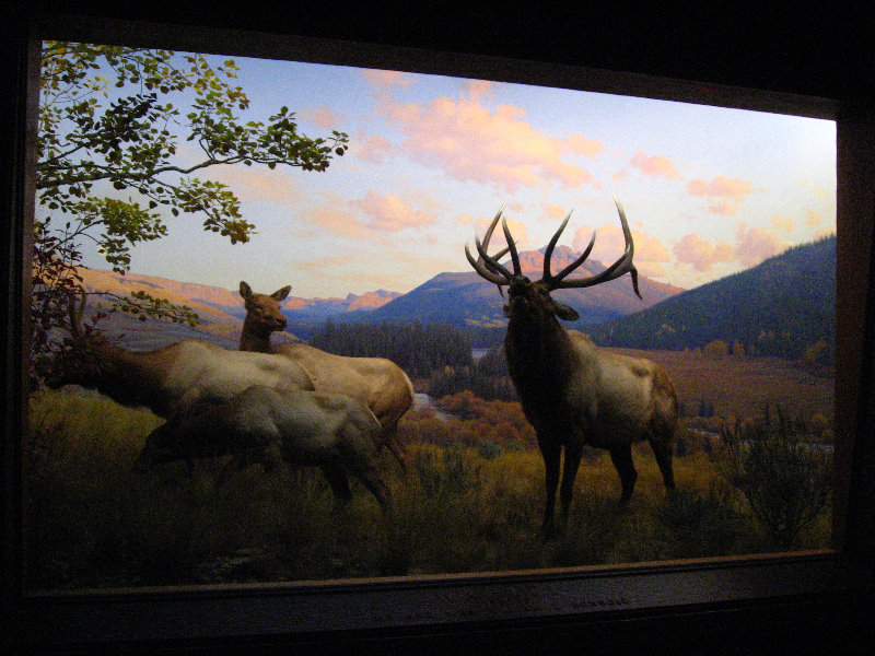 American-Museum-of-Natural-History-Manhattan-NYC-023