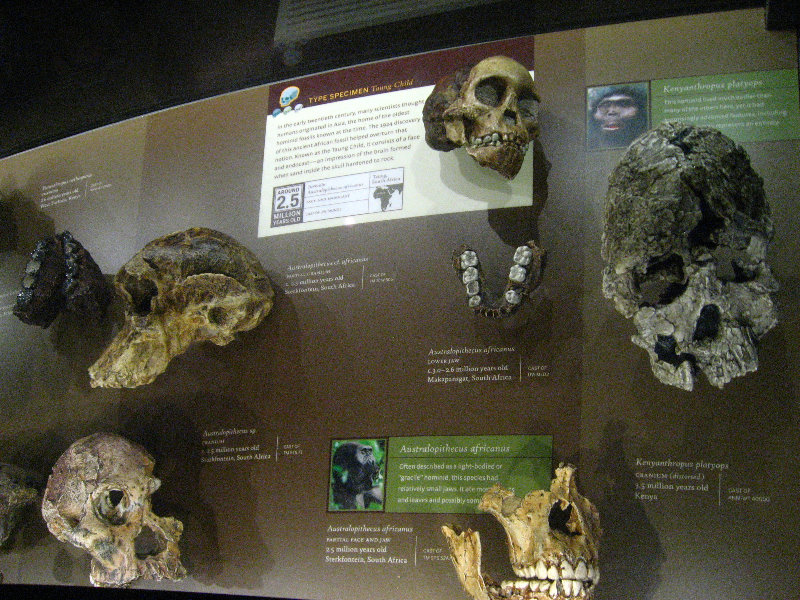 American-Museum-of-Natural-History-Manhattan-NYC-037