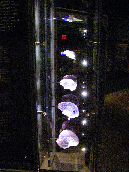 American-Museum-of-Natural-History-Manhattan-NYC-038