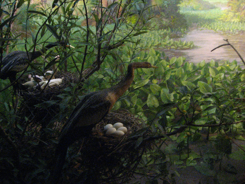 American-Museum-of-Natural-History-Manhattan-NYC-059