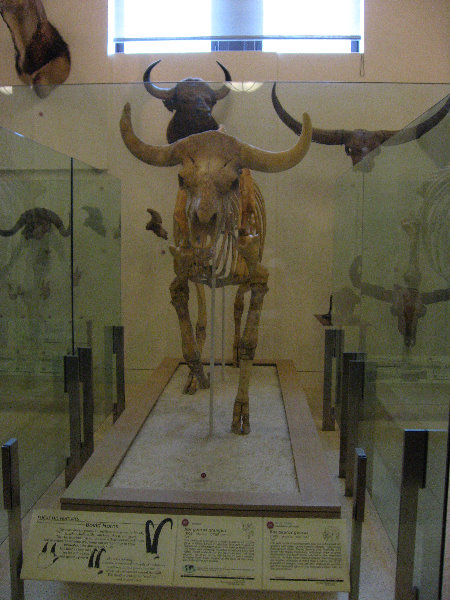 American-Museum-of-Natural-History-Manhattan-NYC-062