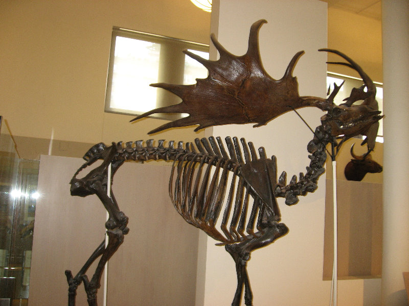 American-Museum-of-Natural-History-Manhattan-NYC-067