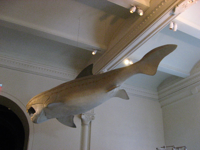 American-Museum-of-Natural-History-Manhattan-NYC-084
