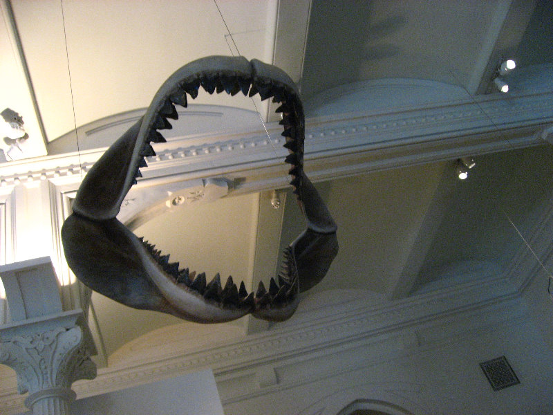 American-Museum-of-Natural-History-Manhattan-NYC-085
