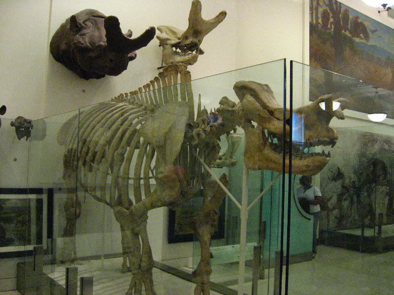American-Museum-of-Natural-History-Manhattan-NYC-088