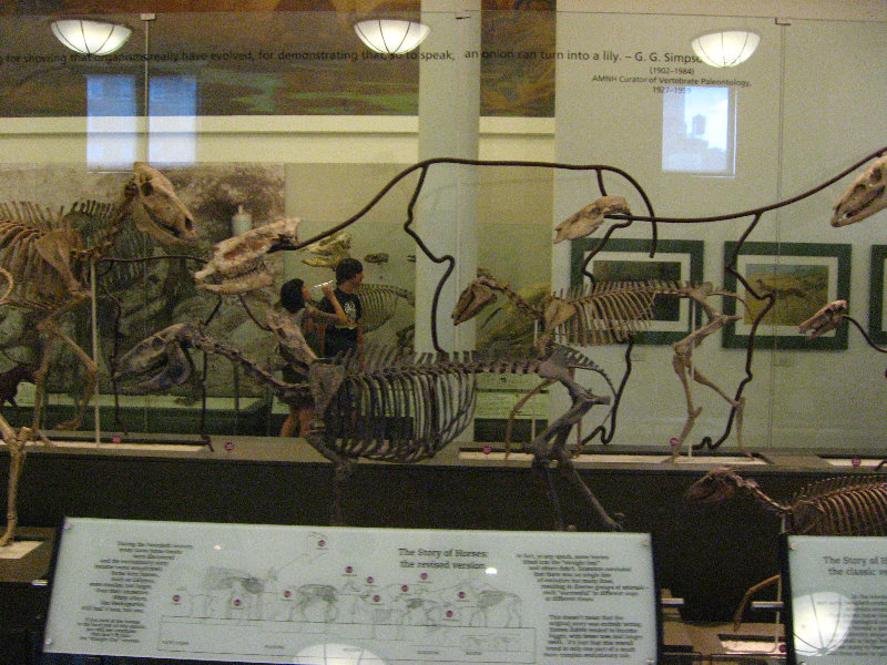 American-Museum-of-Natural-History-Manhattan-NYC-089