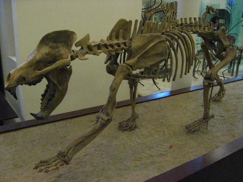American-Museum-of-Natural-History-Manhattan-NYC-090