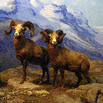 American Museum of Natural History - Manhattan, NYC, NY