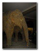 American-Museum-of-Natural-History-Manhattan-NYC-014