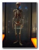 American-Museum-of-Natural-History-Manhattan-NYC-035