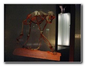 American-Museum-of-Natural-History-Manhattan-NYC-036