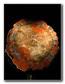American-Museum-of-Natural-History-Manhattan-NYC-045