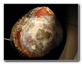 American-Museum-of-Natural-History-Manhattan-NYC-046