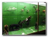 American-Museum-of-Natural-History-Manhattan-NYC-058