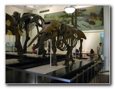 American-Museum-of-Natural-History-Manhattan-NYC-061
