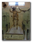American-Museum-of-Natural-History-Manhattan-NYC-062