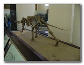 American-Museum-of-Natural-History-Manhattan-NYC-063