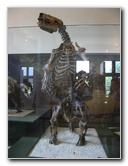 American-Museum-of-Natural-History-Manhattan-NYC-065
