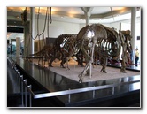 American-Museum-of-Natural-History-Manhattan-NYC-066