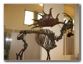 American-Museum-of-Natural-History-Manhattan-NYC-067