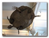 American-Museum-of-Natural-History-Manhattan-NYC-082