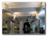 American-Museum-of-Natural-History-Manhattan-NYC-083
