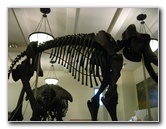 American-Museum-of-Natural-History-Manhattan-NYC-087