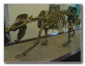 American-Museum-of-Natural-History-Manhattan-NYC-090