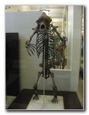 American-Museum-of-Natural-History-Manhattan-NYC-091