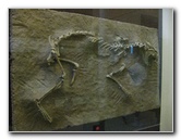 American-Museum-of-Natural-History-Manhattan-NYC-092