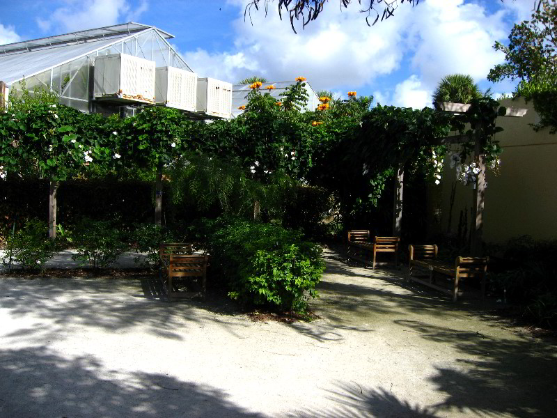 American-Orchid-Society-Delray-Beach-FL-008