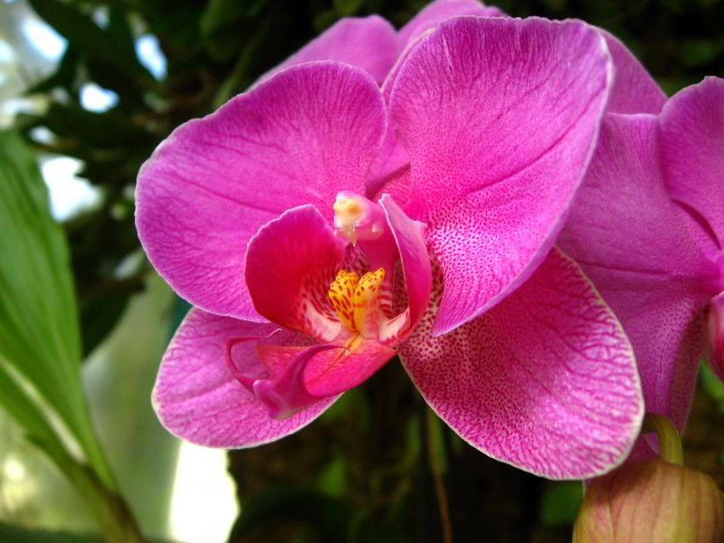 American-Orchid-Society-Delray-Beach-FL-019