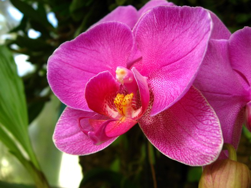American-Orchid-Society-Delray-Beach-FL-019