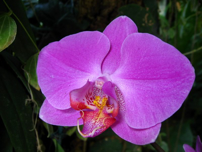 American-Orchid-Society-Delray-Beach-FL-020