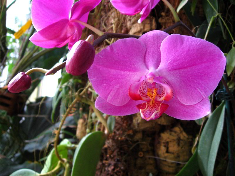 American-Orchid-Society-Delray-Beach-FL-021