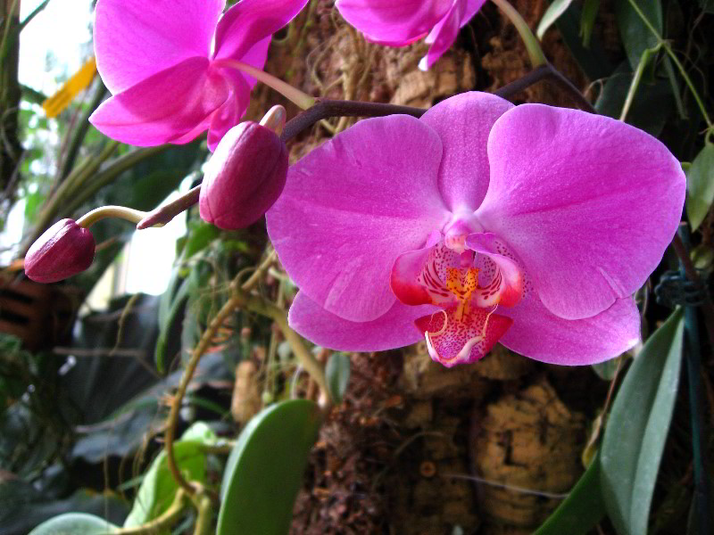 American-Orchid-Society-Delray-Beach-FL-021