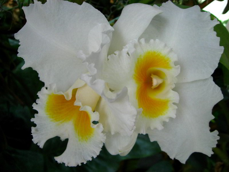 American-Orchid-Society-Delray-Beach-FL-025