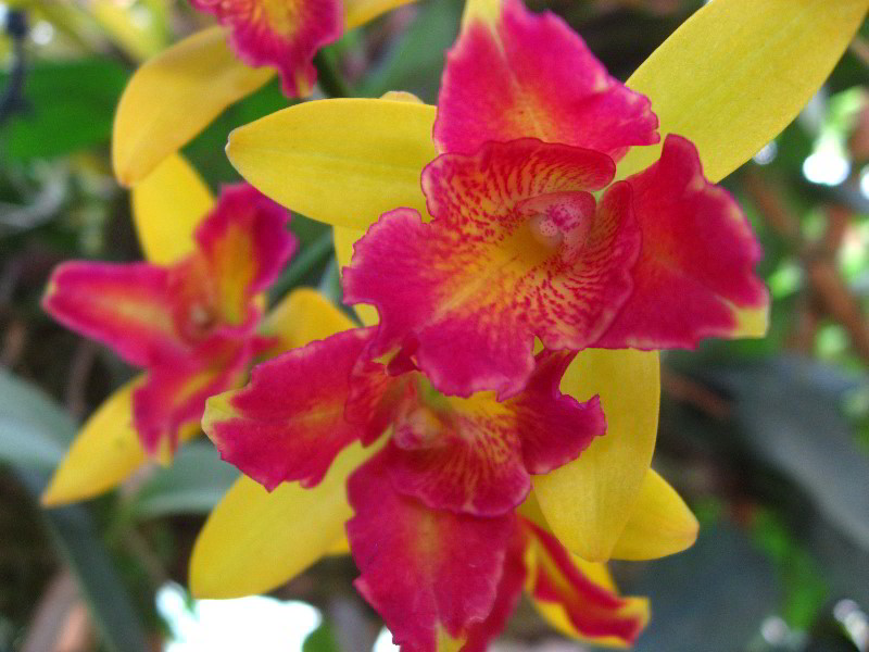 American-Orchid-Society-Delray-Beach-FL-026