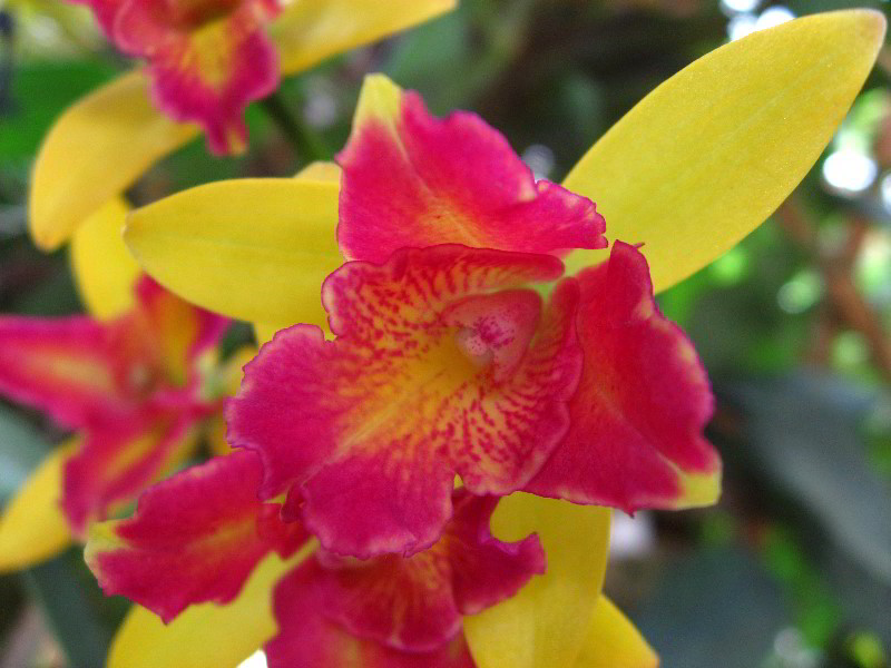 American-Orchid-Society-Delray-Beach-FL-027