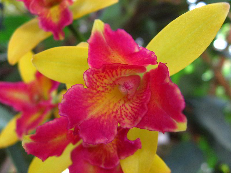 American-Orchid-Society-Delray-Beach-FL-027