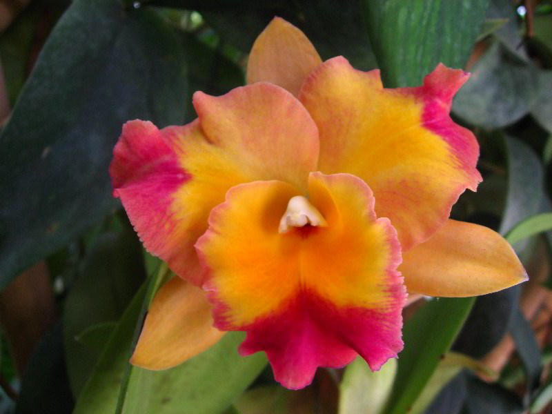 American-Orchid-Society-Delray-Beach-FL-028
