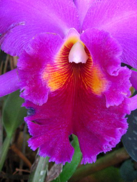 American-Orchid-Society-Delray-Beach-FL-031