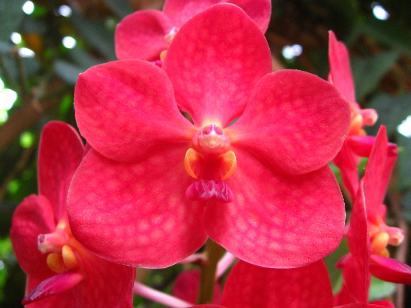 American-Orchid-Society-Delray-Beach-FL-034