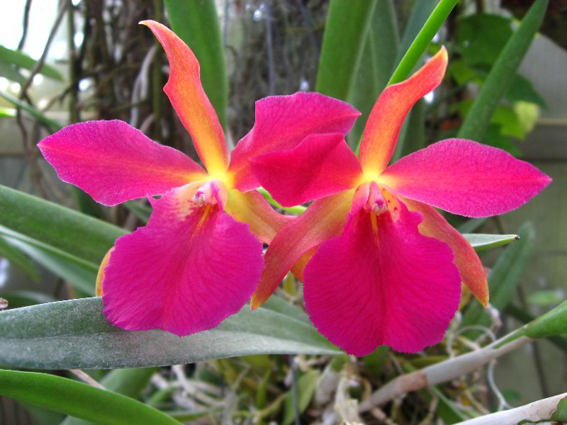 American-Orchid-Society-Delray-Beach-FL-036