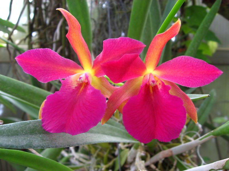 American-Orchid-Society-Delray-Beach-FL-036